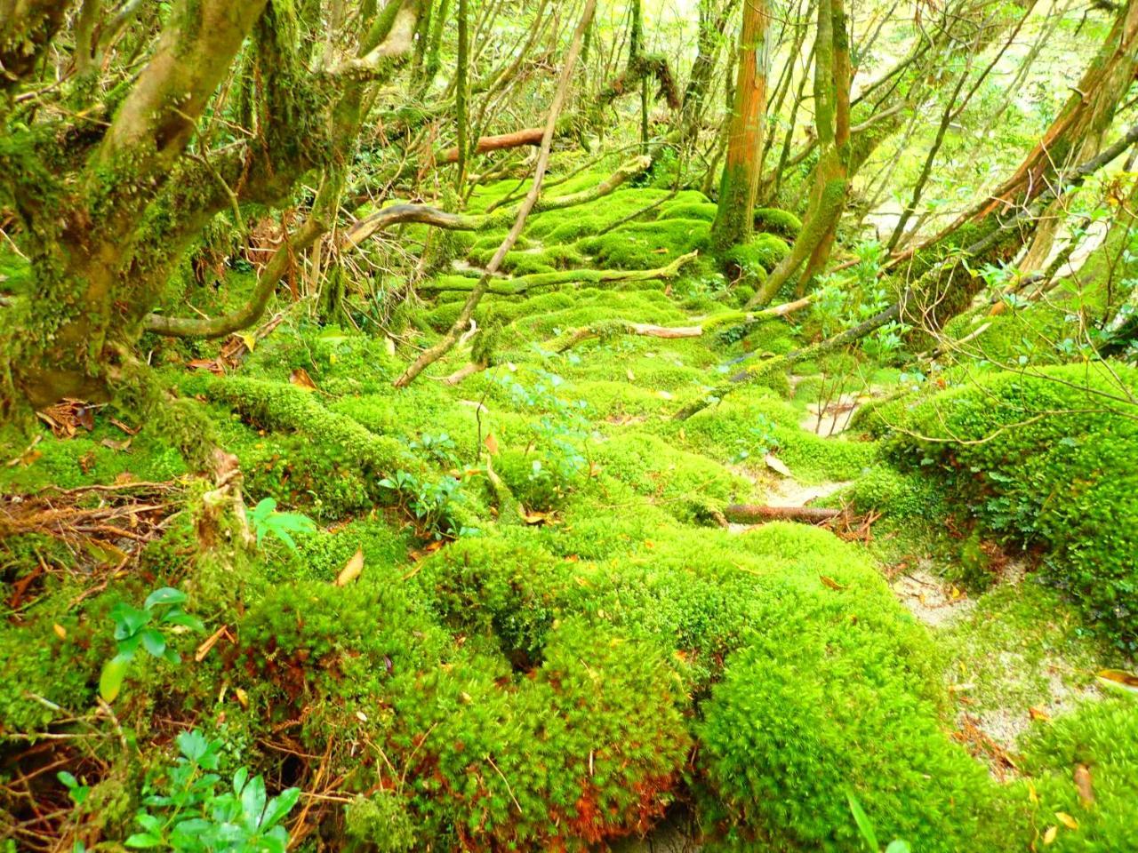 Yakushima Cottage Morino Fairy All Cotage With Open-Air Bath Экстерьер фото